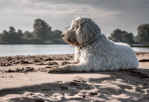 坐在海边的白狗 · 免费素材图片