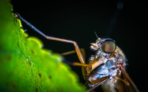 布朗蚊子的宏观摄影 · 免费素材图片