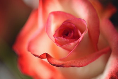 粉红色的花朵微距摄影 · 免费素材图片