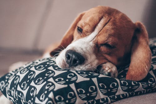 棕色和白色的短涂层狗睡在白色和黑色的枕头上的选择性焦点照片 · 免费素材图片