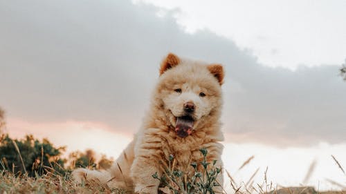 有关伸出舌头, 动物, 动物摄影的免费素材图片