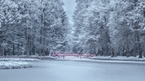 冬季冰冻的树木 · 免费素材图片