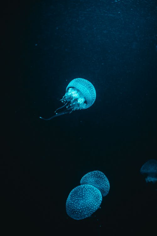蓝水母在水中 · 免费素材图片