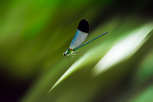 有关微距拍摄, 户外, 昆虫的免费素材图片