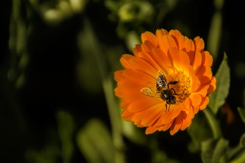 黑色和黄色蜂蜜蜜蜂栖息橙色花瓣的花 · 免费素材图片