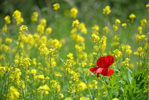 黄色和红色的花朵 · 免费素材图片