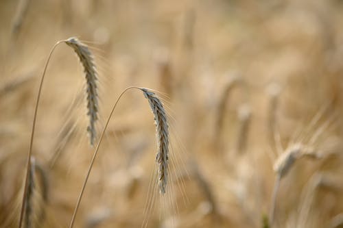 小麦草浅景深 · 免费素材图片