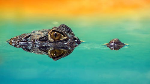 在静止的水面上的鳄鱼 · 免费素材图片