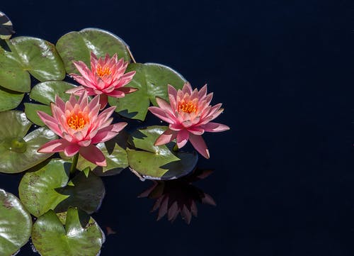 反映在水面上的粉红色花朵 · 免费素材图片