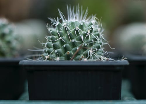 仙人掌植物在黑锅上的选择性焦点照片 · 免费素材图片