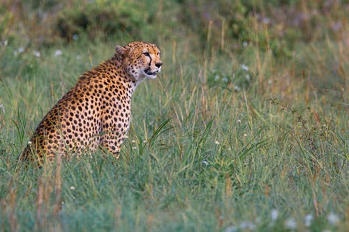 猎豹在绿草地上的照片 · 免费素材图片