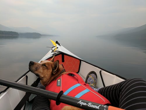 躺在船上的宠物狗 · 免费素材图片