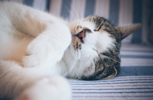 躺在白色和蓝色纺织品上的印花布猫 · 免费素材图片