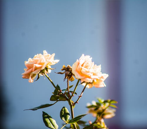 花的特写 · 免费素材图片