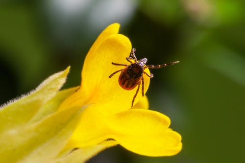 黄花昆虫的宏观摄影 · 免费素材图片