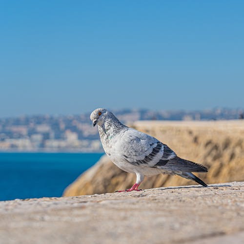 水体附近的棕色岩石上的灰色和白色鸟 · 免费素材图片
