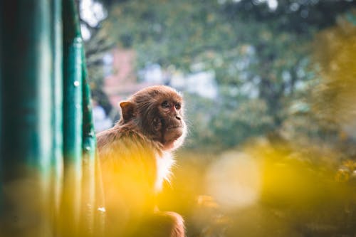 布朗猴子的特写照片 · 免费素材图片