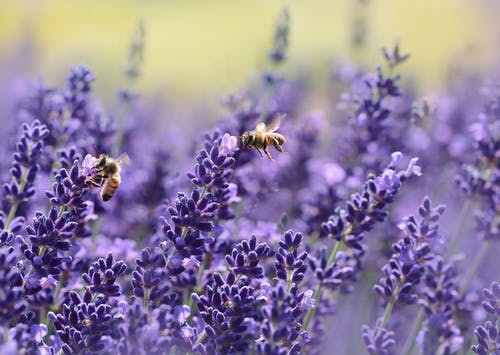 蜜蜂在紫色的小花 · 免费素材图片