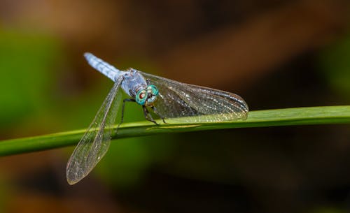 在特写摄影的绿色叶子上的蜻蜓 · 免费素材图片