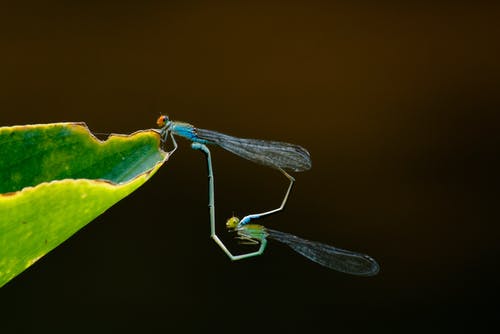 绿叶上的绿色和蓝色蜻蜓 · 免费素材图片