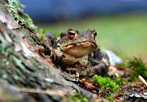 棕色和黑色青蛙的选择性聚焦摄影 · 免费素材图片