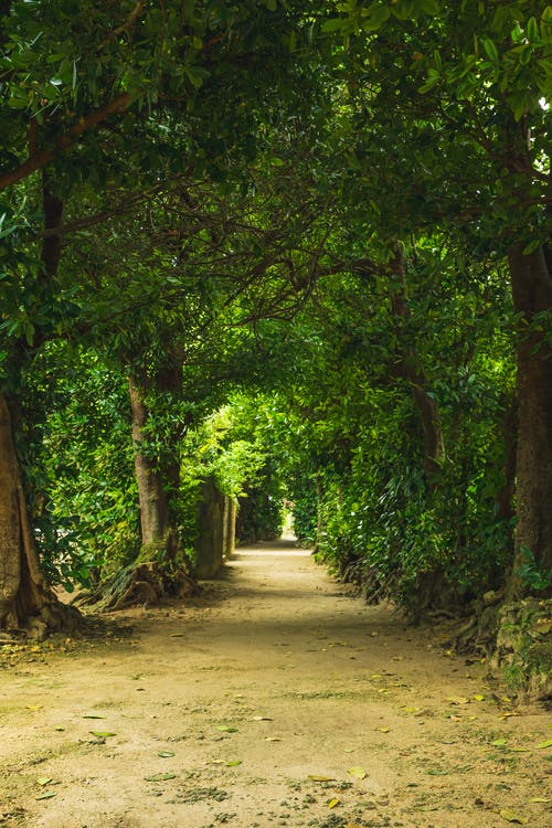 绿树之间的狭窄路径 · 免费素材图片
