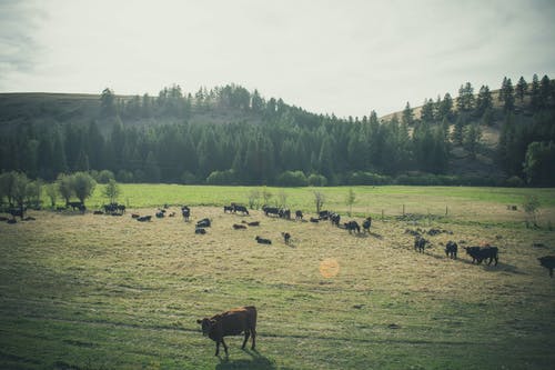 有关家畜, 户外, 景观的免费素材图片
