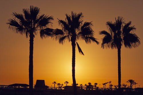 剪影棕榈树对天空的沙滩上 · 免费素材图片
