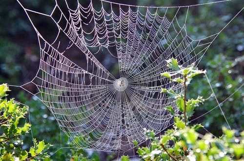 叶子植物旁边的蜘蛛网 · 免费素材图片