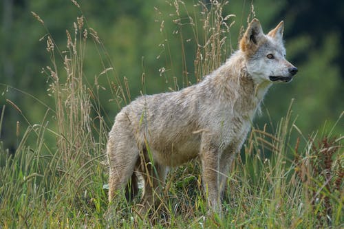 白天在草地上看的灰白狼 · 免费素材图片