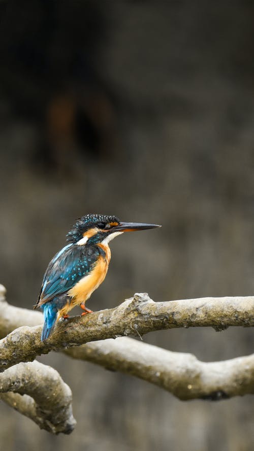 棕色树枝上的蓝色和棕色鸟 · 免费素材图片