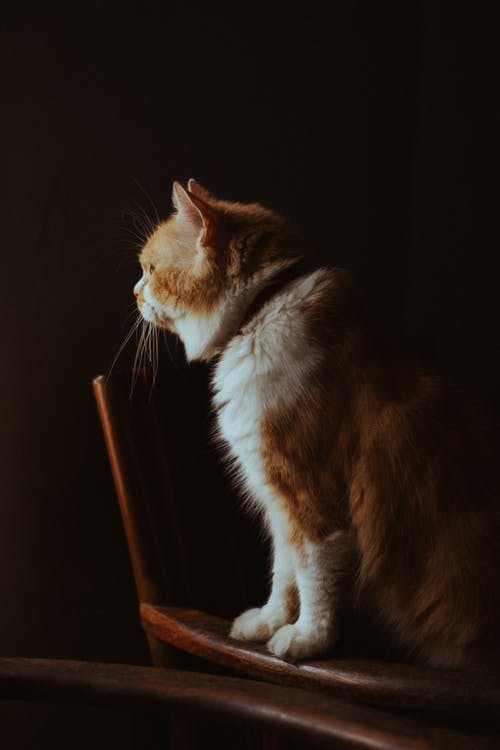 有关伴侣, 侧面图, 冷静的免费素材图片