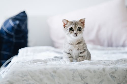 白色床上的灰色和白色小猫 · 免费素材图片