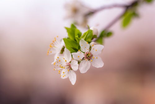 白色花瓣花的选择性焦点照片 · 免费素材图片