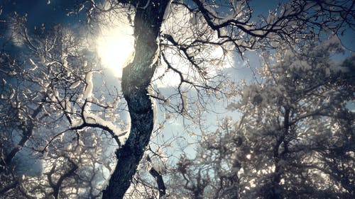 被雪覆盖的裸树 · 免费素材图片