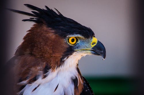 棕色和白色鹰的选择性聚焦照片 · 免费素材图片