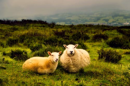 两只白羊 · 免费素材图片