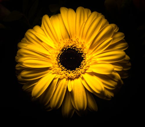 黄色雏菊花 · 免费素材图片