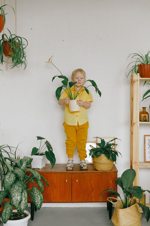 穿黄色外套和裤子站在绿色的植物旁边的男孩 · 免费素材图片
