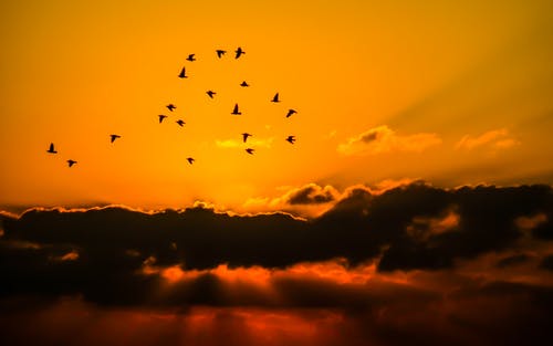 日落期间飞翔的鸟儿的质量 · 免费素材图片