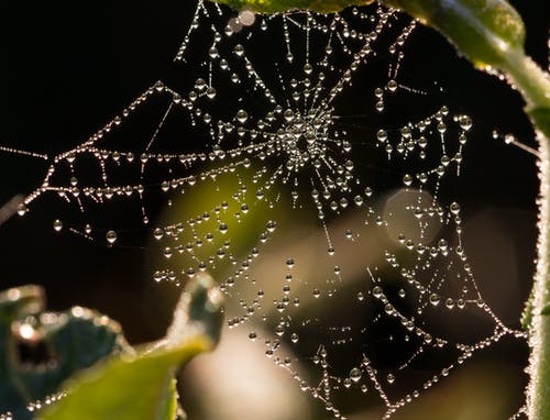 叶下的蜘蛛网上的水滴 · 免费素材图片