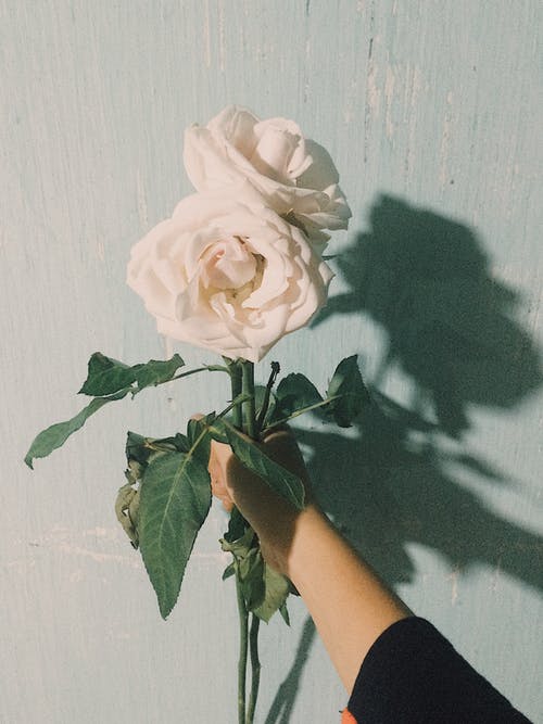 拿着两朵白玫瑰的人的照片 · 免费素材图片