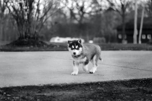 西伯利亚雪橇犬幼犬在人行道上行走的灰度照片 · 免费素材图片