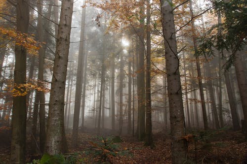 被雾包围的树木 · 免费素材图片
