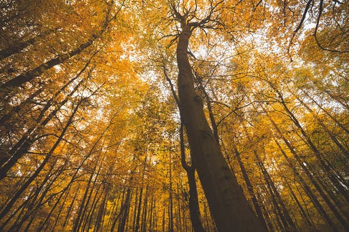 低角度摄影的高大的树木 · 免费素材图片
