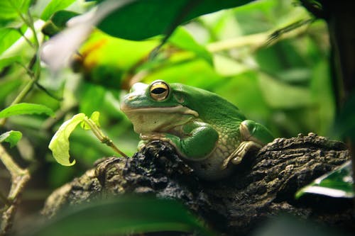 绿色和白色青蛙，棕色的树枝上休息 · 免费素材图片
