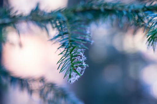 松树与雪花的选择性聚焦摄影 · 免费素材图片