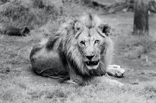 狮子的肖像 · 免费素材图片