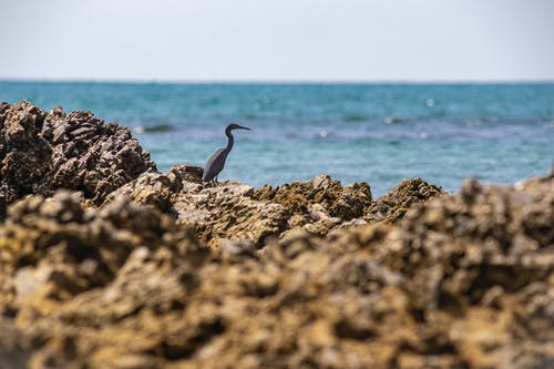 在水体附近的棕色岩石上的灰鸟 · 免费素材图片