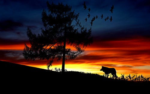 在日落时对浪漫的天空景观的剪影狗 · 免费素材图片